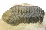 Two Detailed Reedops Trilobite - Atchana, Morocco #283913-1